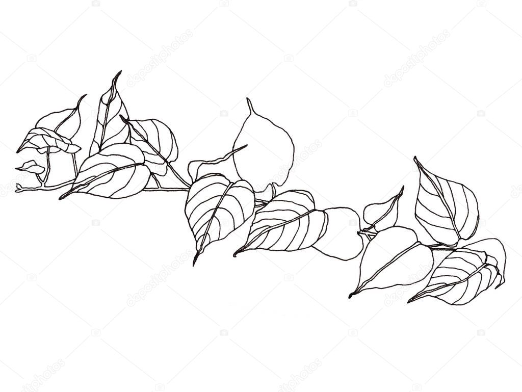 Palm leaves pen illustration