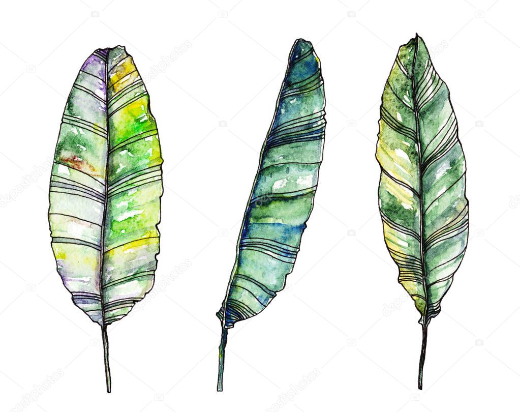 Watercolor palm leaves