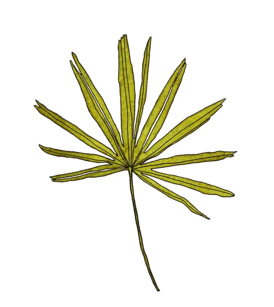 Aquarell-Palmblätter — Stockfoto