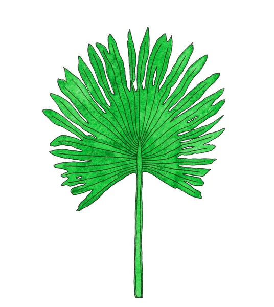 Акварель пальмовая — стоковое фото