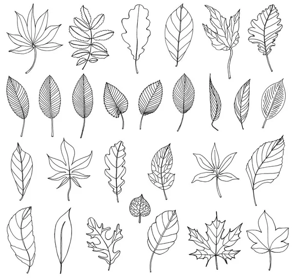 Herbstblätter in Kontur — Stockfoto