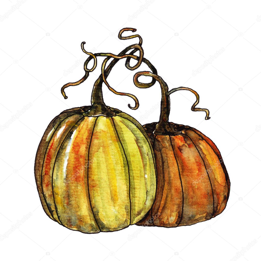 Pumpkin in watercolor