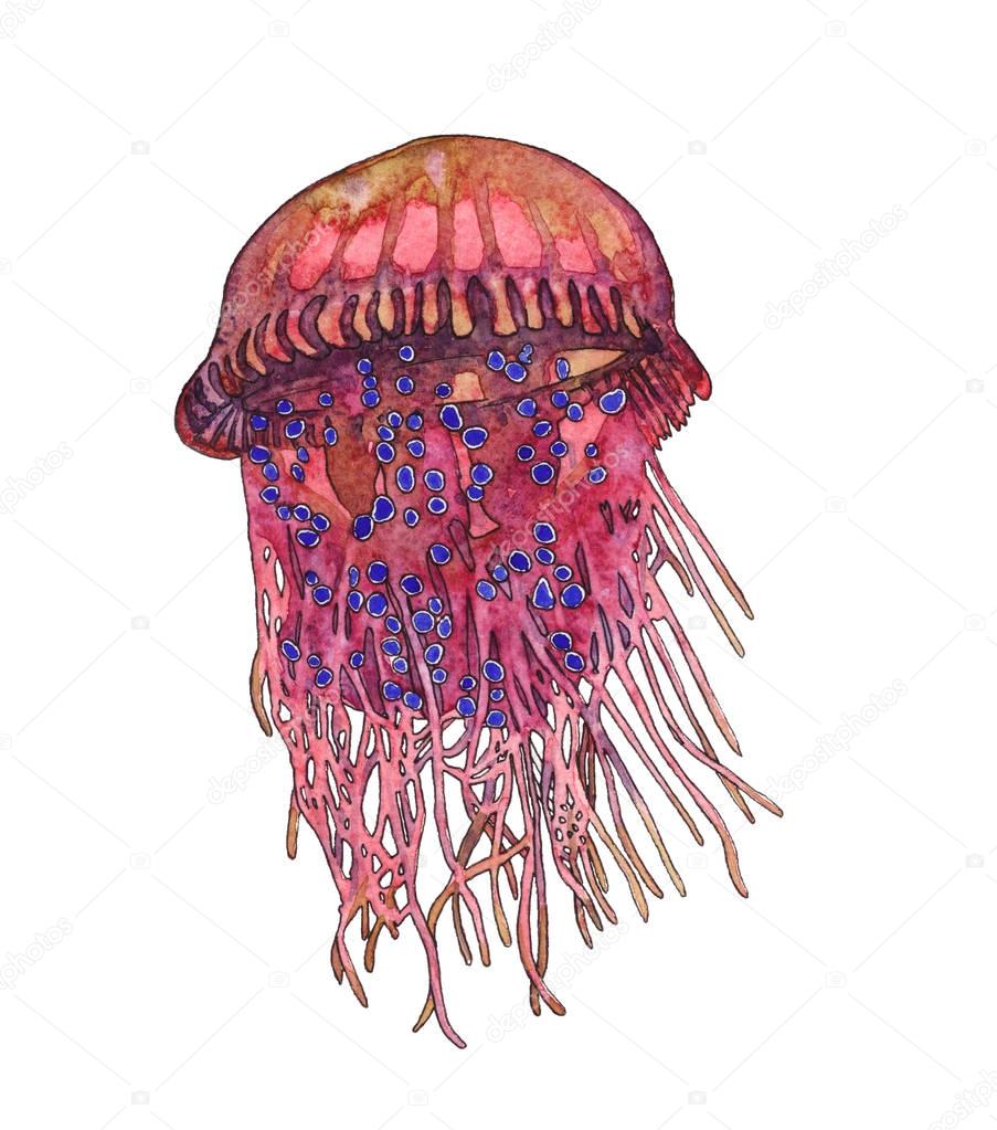 Hand drawn watercolor illustration of a jelly fish