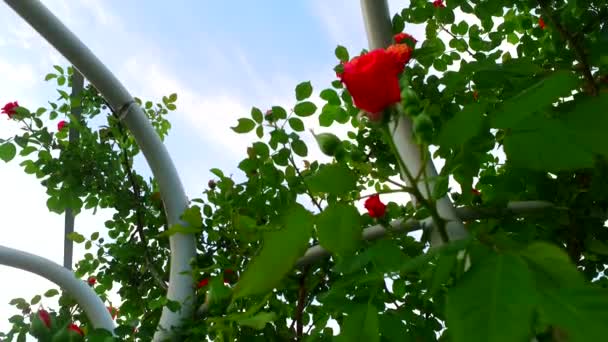 Rosas Vermelhas Parque Escalando Sobre Obstáculos Sobre Ferro Madeira — Vídeo de Stock