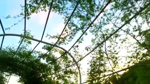 Roses Rouges Dans Parc Grimpant Sur Des Obstacles Sur Fer — Video