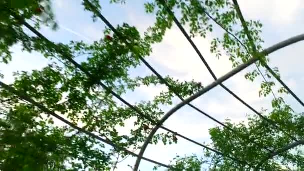 公园里的红玫瑰 爬过障碍物 爬过铁木 — 图库视频影像