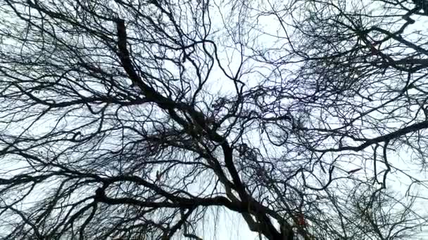 Observing Dark Clear Blue Sky Empty Tree Crowns Branches — Αρχείο Βίντεο