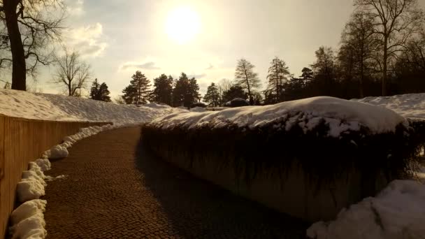 Sneeuw Kou Een Winterpark — Stockvideo