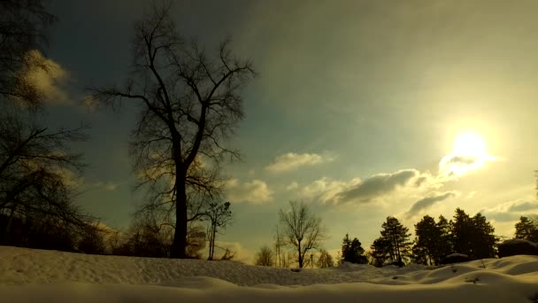 Nieve Frío Parque Invierno — Vídeos de Stock