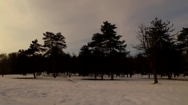 Día Termina Parque Invierno Frío Puesta Sol Cielo Nubes Siluetas — Vídeo de stock