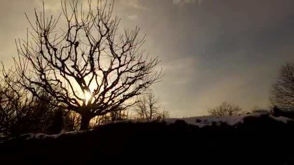 Día Termina Parque Invierno Frío Puesta Sol Cielo Nubes Siluetas — Vídeo de stock