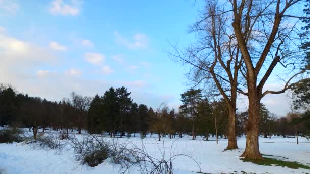 Den Končí Chladném Zimním Parku Přikrytý Sněhem Studený Den Večer — Stock video