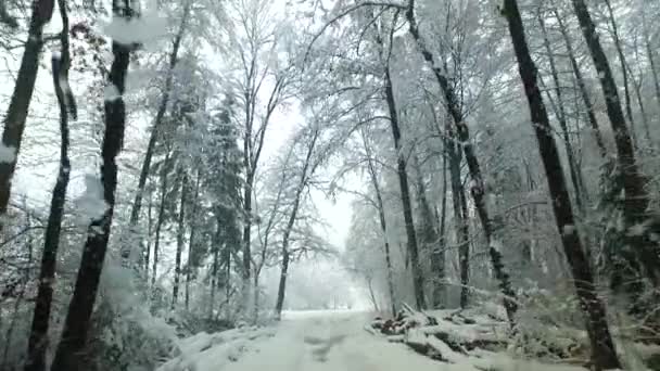 Het Observeren Van Koude Sneeuw Winter Sneeuwstorm — Stockvideo