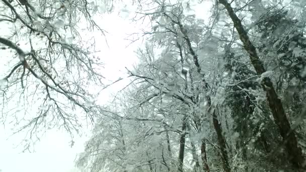 Observing Cold Snow Winter Blizzard — Stock Video