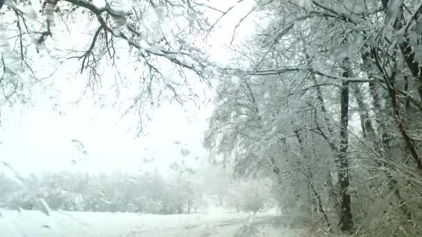 冷たい雪の冬の吹雪を観察する — ストック動画