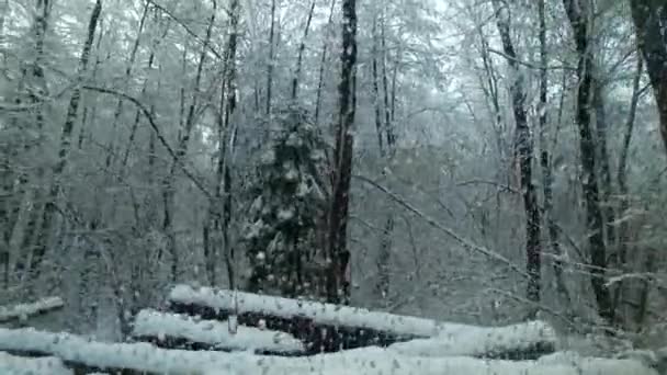 Het Observeren Van Koude Sneeuw Winter Sneeuwstorm — Stockvideo