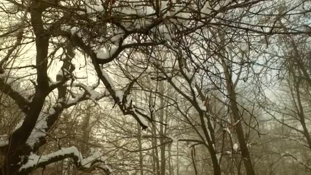 Холодний Зимовий Ліс Вкритий Снігом Ніхто Залишилося Далеко Темрява Падає — стокове відео