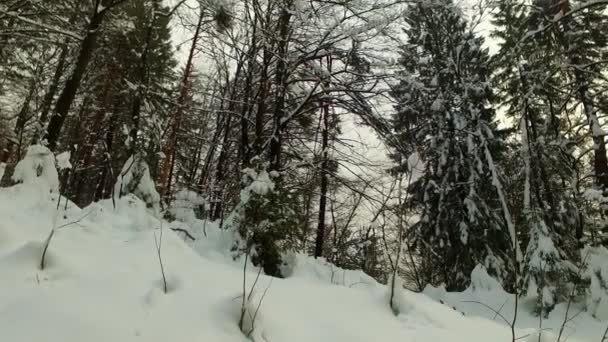 Κρύο Χειμερινό Δάσος Καλυμμένο Χιόνι Κανέναν Εγκαταλελειμμένο Πολύ Μακριά Σκοτάδι — Αρχείο Βίντεο