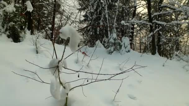 寒冷的冬季森林 被雪覆盖着 没人被抛弃了很远的地方黑暗降临了输了 — 图库视频影像