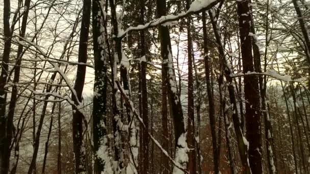 Холодный Зимний Лес Покрытый Снегом Никто Бросили Далеко Темнеет Лоббисты — стоковое видео