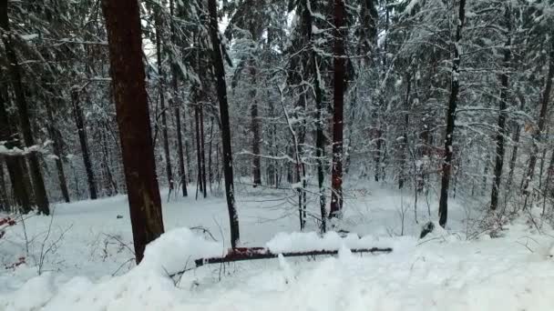 Cold Winter Forest Covered Snow Nobody Abandoned Far Away Darkness — Stock Video