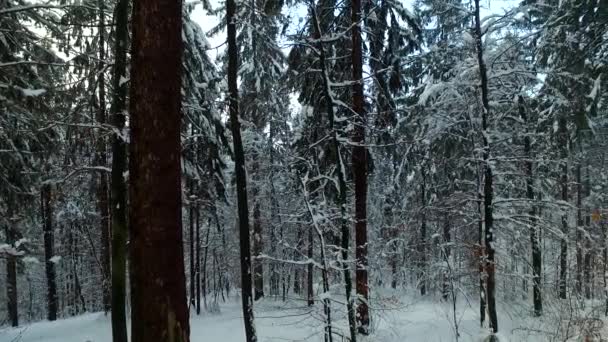 Bosque Invierno Frío Cubierto Nieve Nadie Abandonado Muy Lejos Audacia — Vídeos de Stock