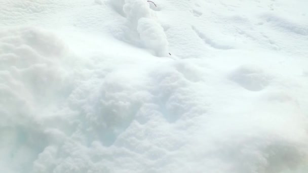Bosque Invierno Frío Cubierto Nieve Nadie Abandonado Muy Lejos Audacia — Vídeo de stock