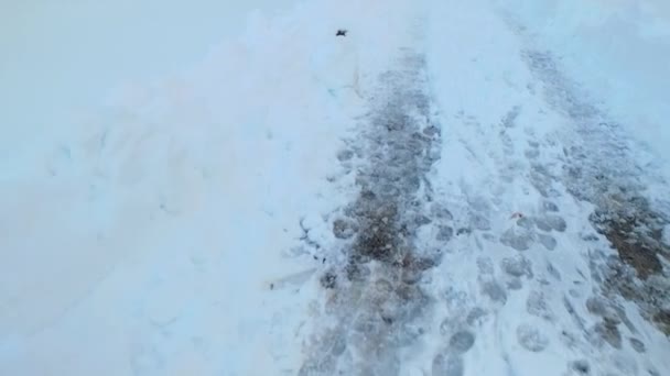 Sentieri Sconosciuti Ghiacciati Nella Neve Bianca Nel Bosco Cercare Una — Video Stock