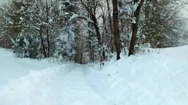 Floresta Nevada Caminho Nevado Dia Frio Inverno Montanhas Frias — Vídeo de Stock