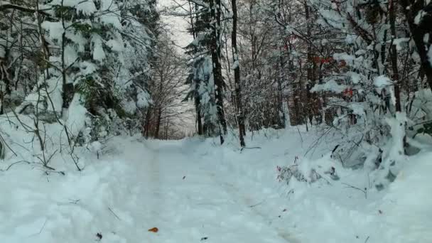Śnieżny Las Śnieżna Ścieżka Chłodny Zimowy Dzień Zimne Góry — Wideo stockowe