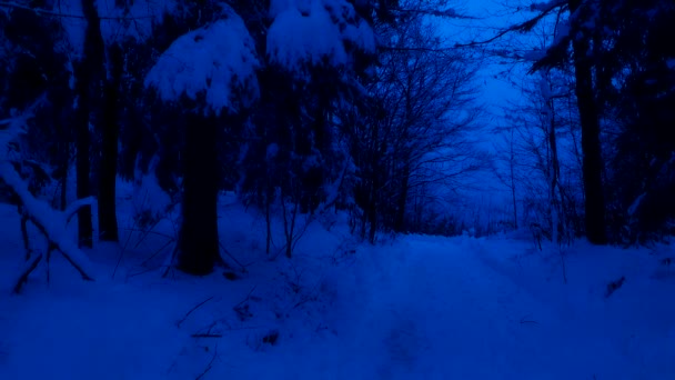 Snöig Skog Snöig Stig Kall Vinterdag Kalla Berg — Stockvideo