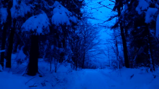 Snöig Skog Snöig Stig Kall Vinterdag Kalla Berg — Stockvideo