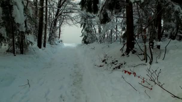 Χιονισμένο Δάσος Χιονισμένο Μονοπάτι Κρύα Χειμωνιάτικη Μέρα Κρύα Βουνά — Αρχείο Βίντεο