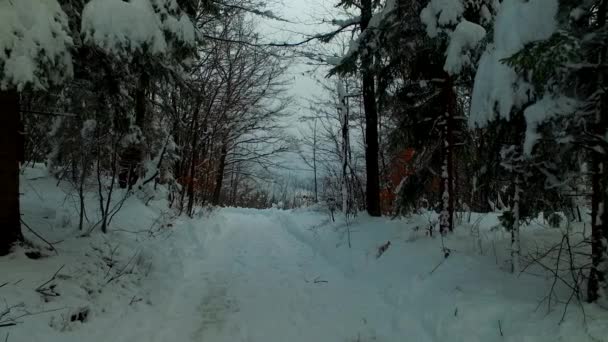 Bosque Nevado Sendero Nevado Día Frío Invierno Montañas Frías — Vídeos de Stock