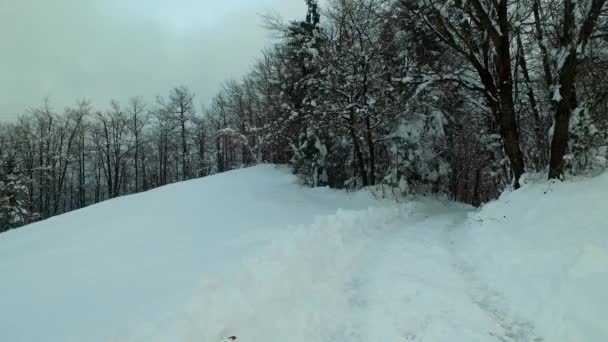 Bosque Nevado Sendero Nevado Día Frío Invierno Montañas Frías — Vídeos de Stock