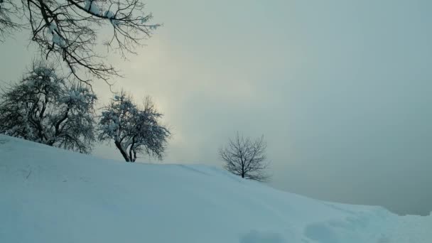 Verschneiter Wald Verschneiter Weg Kalter Wintertag Kalte Berge — Stockvideo