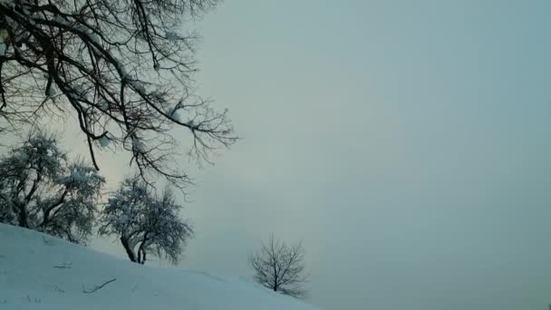 Foresta Innevata Sentiero Innevato Fredda Giornata Invernale Montagne Fredde — Video Stock