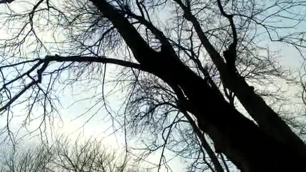Наблюдая Темно Голубым Небом Пустыми Ветвями Деревьев — стоковое видео