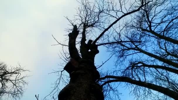 Observing Dark Clear Blue Sky Empty Tree Crowns Branches — Stock videók