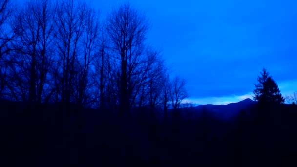 Forêt Sombre Des Silhouettes Des Arbres Forest Personne Effrayante — Video