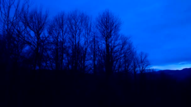 Dunkler Wald Silhouetten Bäume Wald Niemand Gespenstisch — Stockvideo