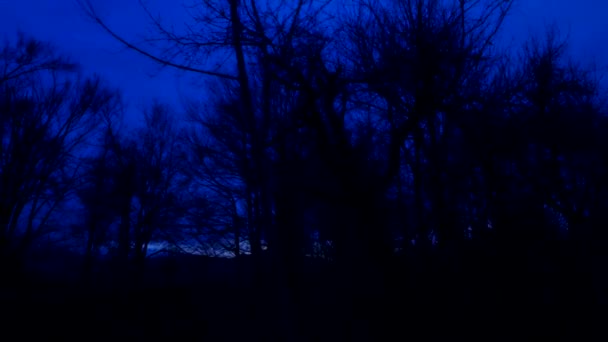 Dunkler Wald Silhouetten Bäume Wald Niemand Gespenstisch — Stockvideo