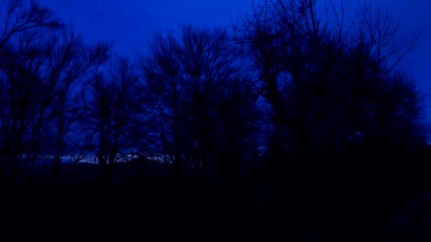 Dunkler Wald Silhouetten Bäume Wald Niemand Gespenstisch — Stockvideo