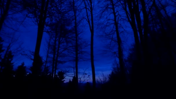 Karanlık Orman Siluetler Ağaçlar Orman Hiç Kimse Ürkütücü — Stok video