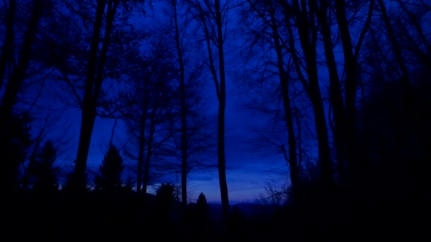 Dunkler Wald Silhouetten Bäume Wald Niemand Gespenstisch — Stockvideo