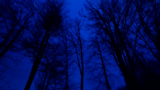 Bosque Oscuro Siluetas Árboles Bosque Nadie Espeluznante — Vídeo de stock