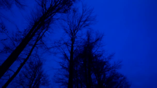 Σκοτεινό Δάσος Σιλουέτες Δέντρα Δάσος Κανέναν Τρομακτικό — Αρχείο Βίντεο