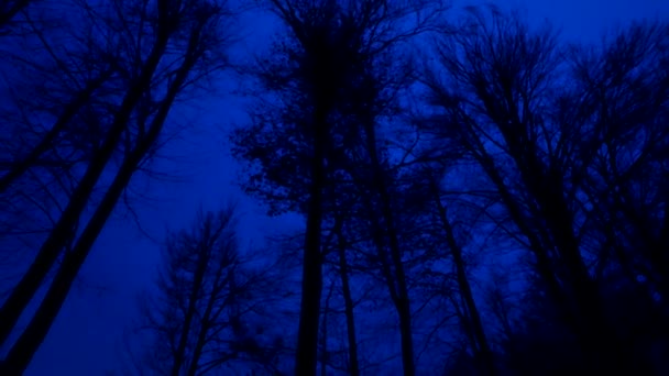 Floresta Escura Silhuetas Árvores Floresta Ninguém Spooky — Vídeo de Stock