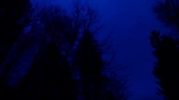 Dunkler Wald Silhouetten Bäume Wald Niemand Gespenstisch — Stockvideo