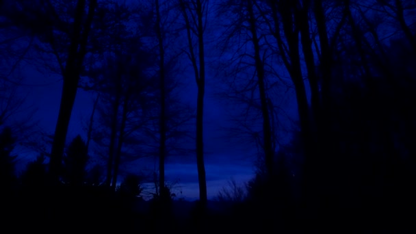 Dunkler Wald Silhouetten Bäume Wald Niemand Gespenstisch — Stockvideo